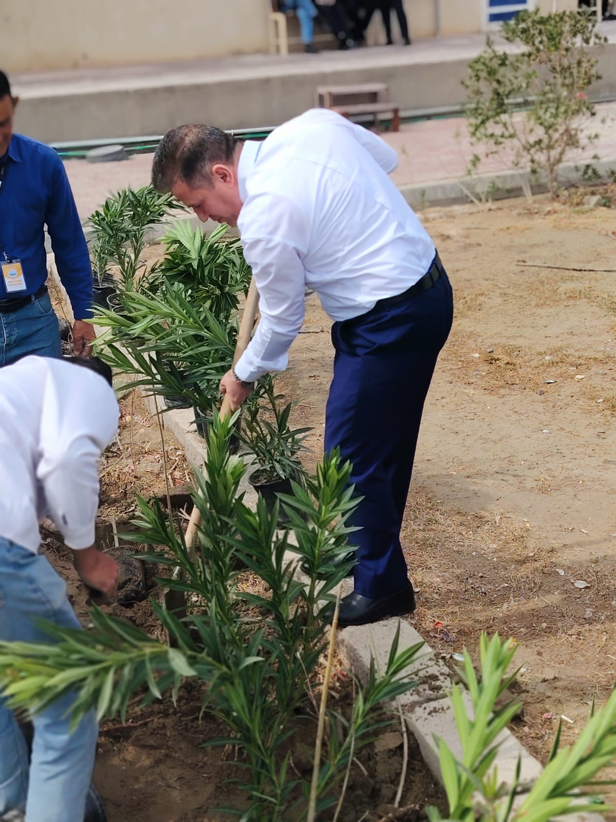 عميد كلية التربية في جامعة الكوت يشرف على حملة التشجير في الكلية.